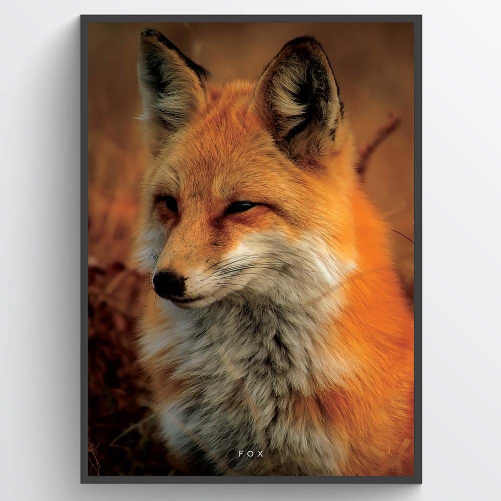 Startsida / Posters / Natur & djur / Vilda djur / Räv poster